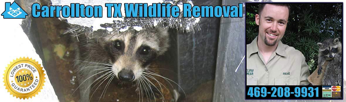 Carrollton Wildlife and Animal Removal